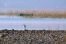 Vransko jezero objImg_5